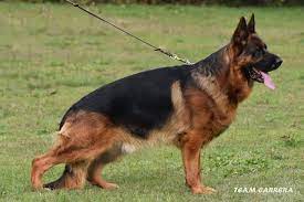 public/dog_images/216/1719238065.Ares Grunemont.jpg